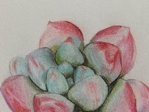 日常画#多肉#小植物