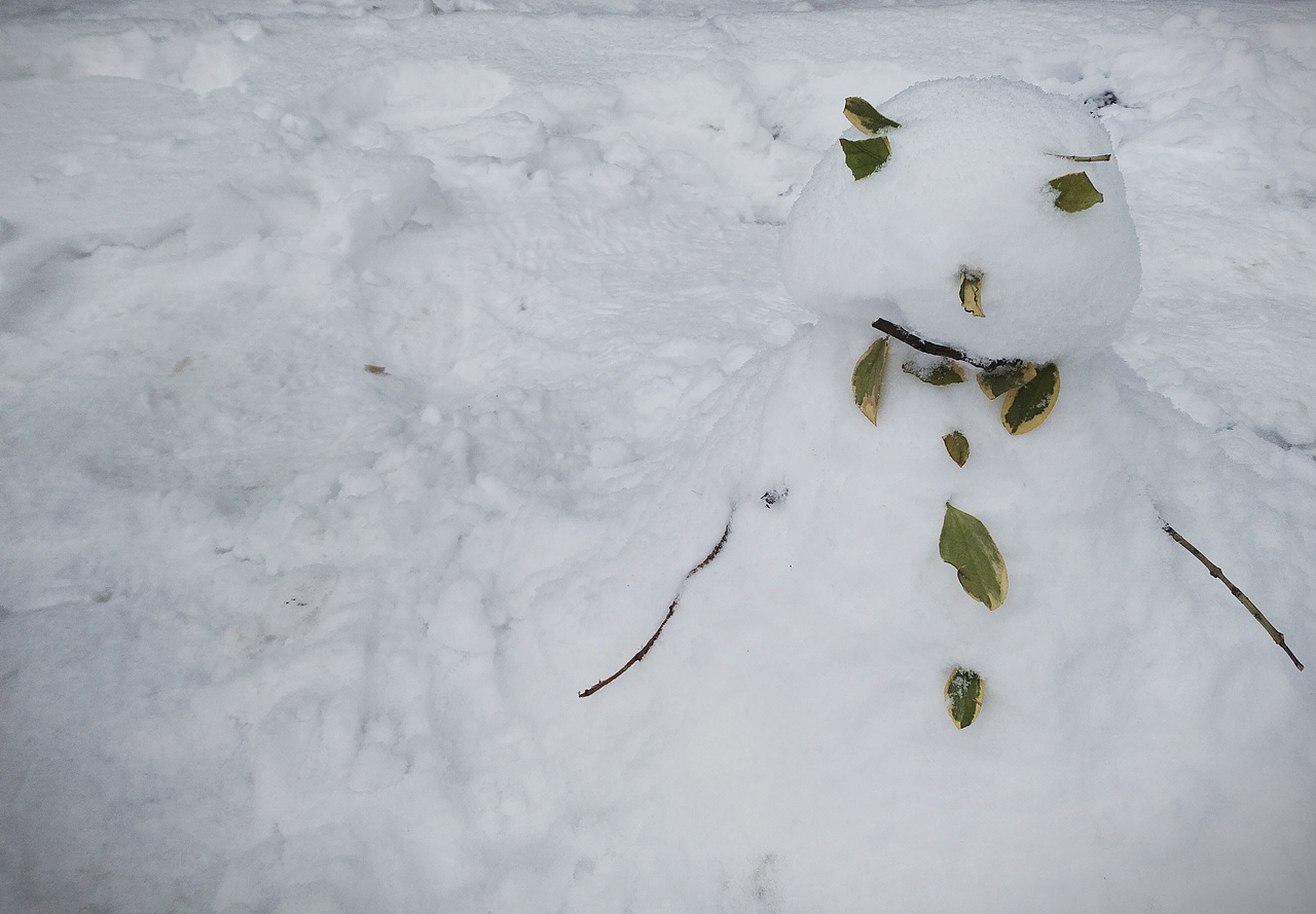 金边大叶黄杨の雪人