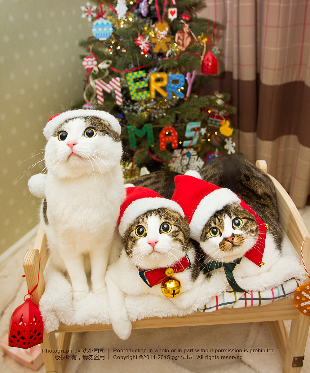 圣诞喵~（第一波）（图ZMjMwNDMxMzY=） - Pet Photography - 站酷设计师司司Yokey原创素材 - 站酷ZCOOL