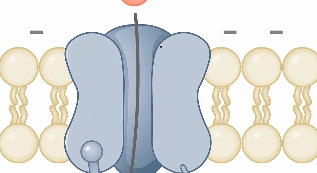 【医学插画矢量图教程】解答网友的提问-美化绘制细胞膜na离子通道