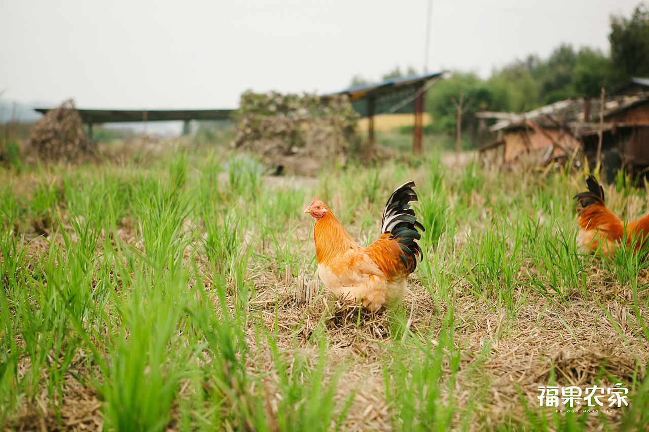晴天,稻田里的野餐