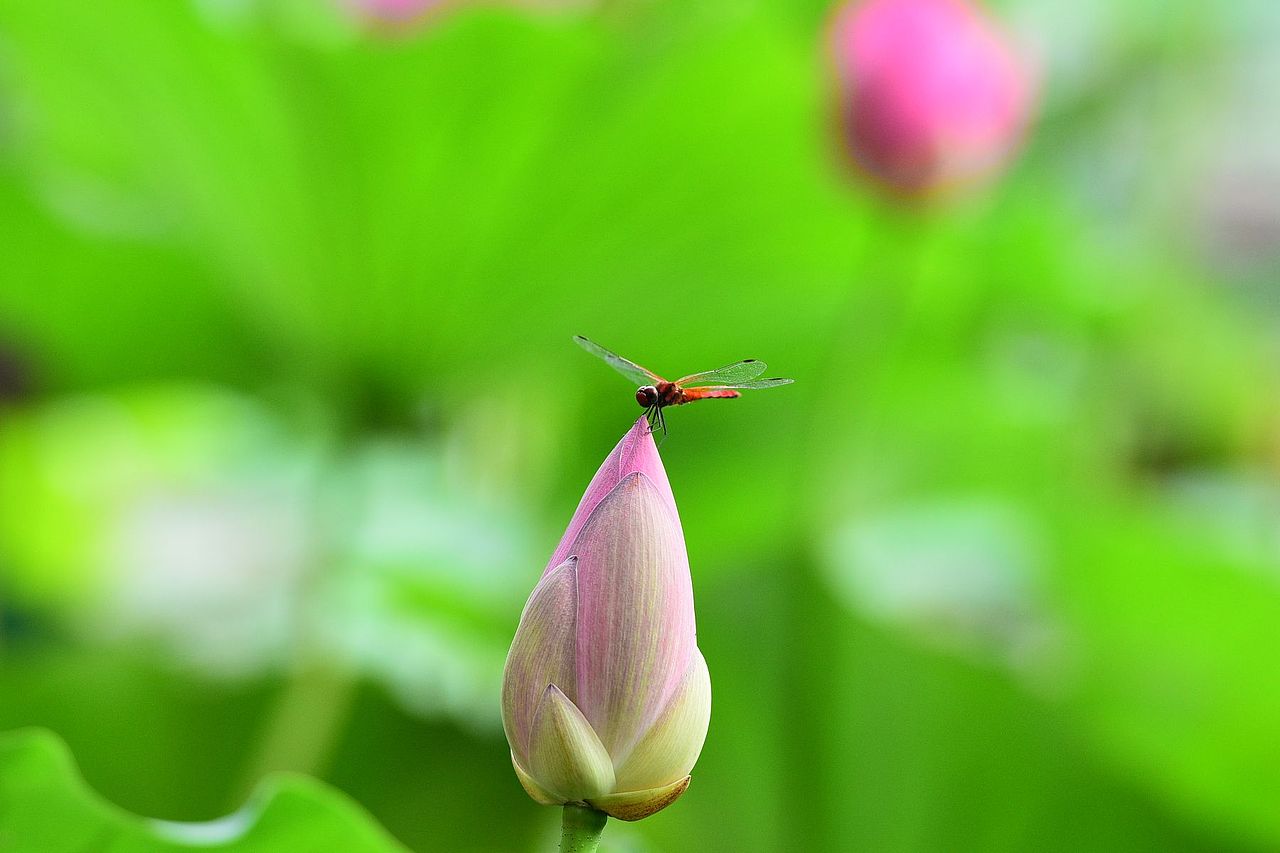 荷塘小精灵蜻蜓