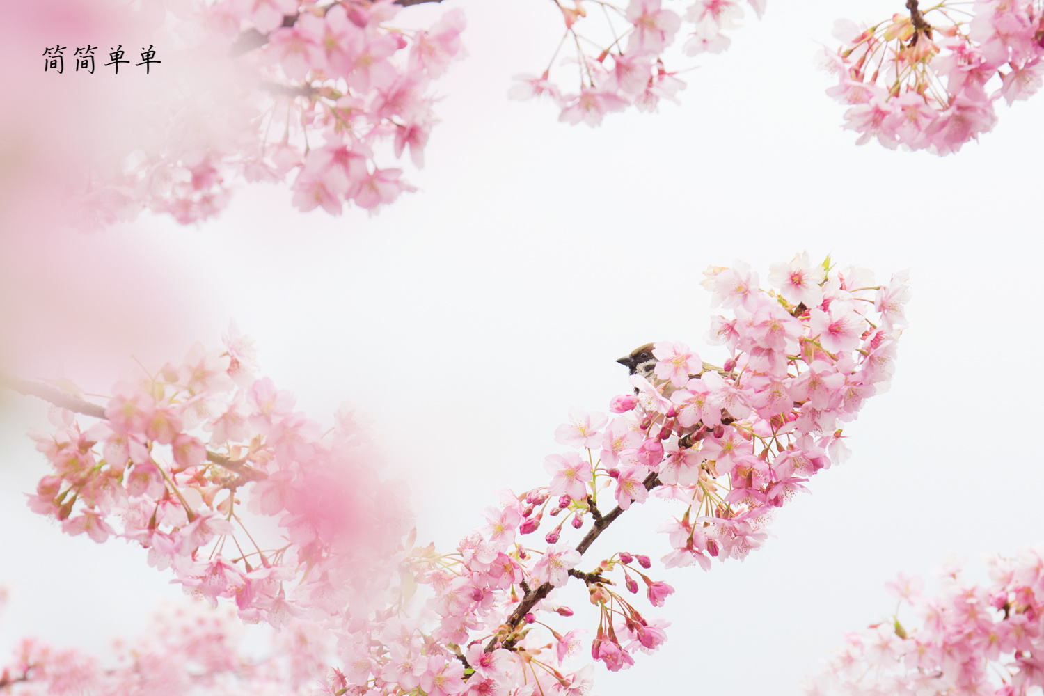 最后一滴血5完整版樱花最后一滴血5免费观看 自媒体热点