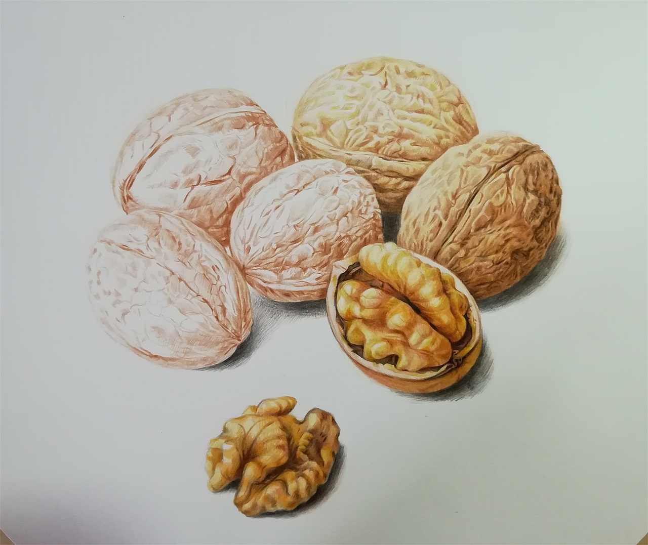 彩铅绘制核桃
