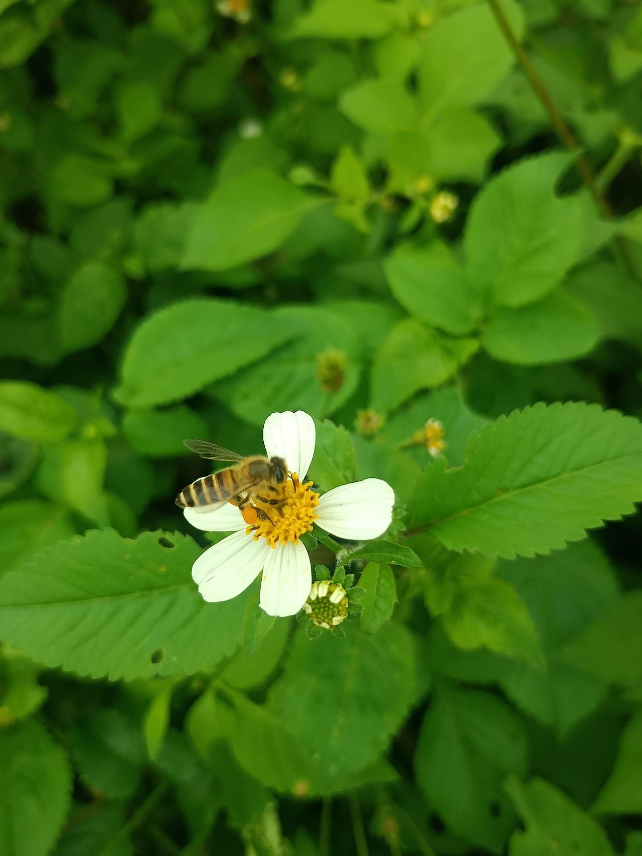 花丛中的蜜蜂