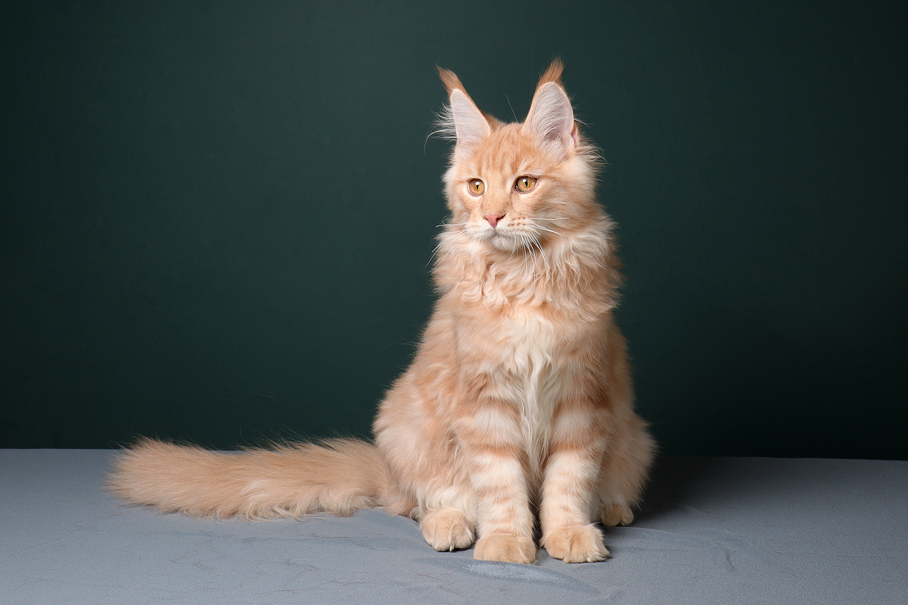 缅因猫|摄影|宠物摄影|yfeng1086 - 原创作品 - 站酷 (zcool)