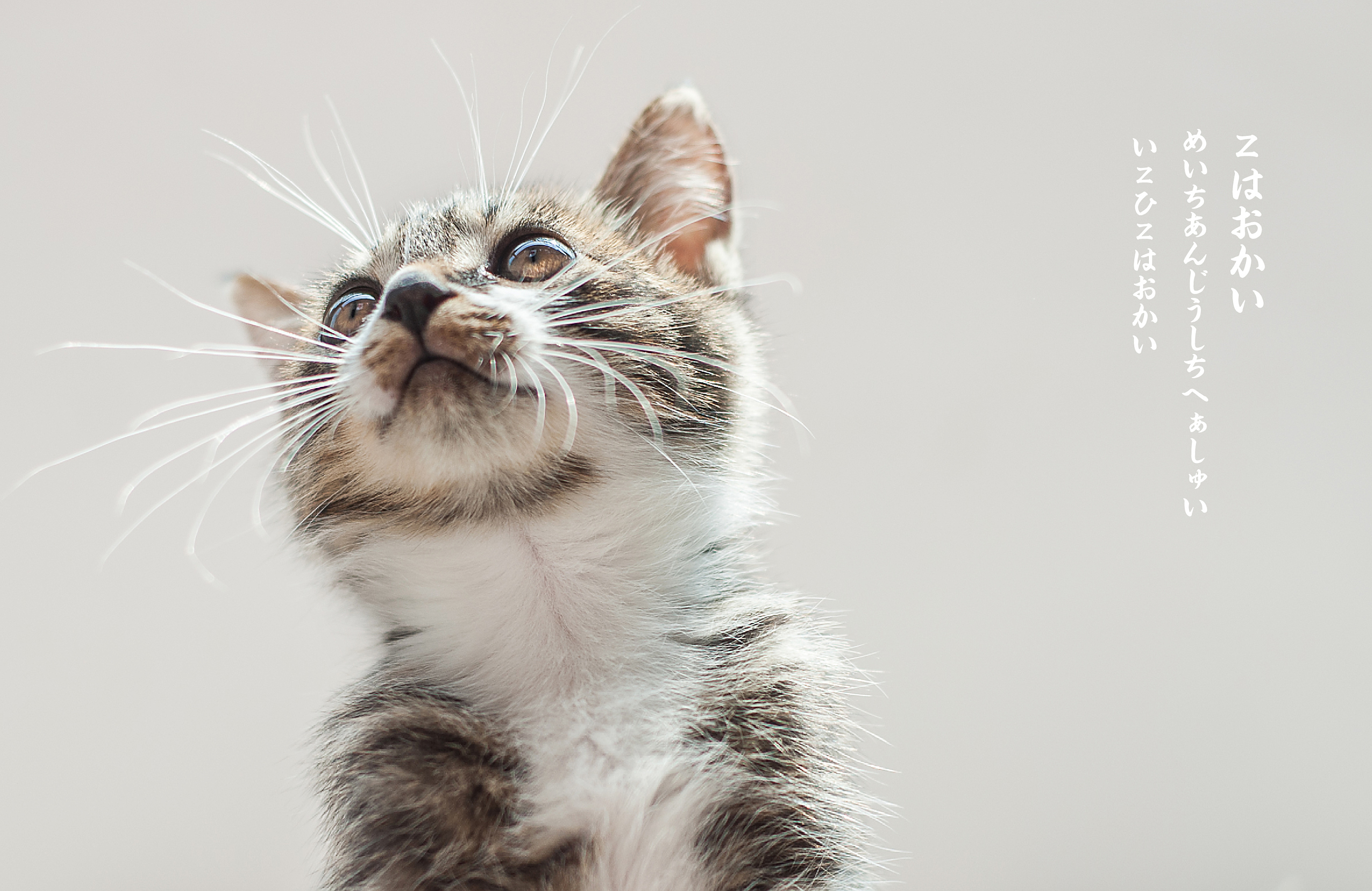 我家招财 一只吃完就睡觉的猫