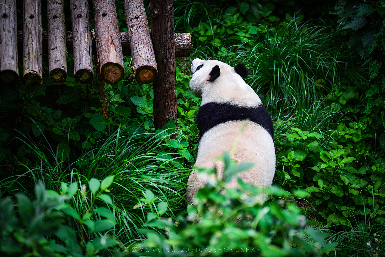 20210703-红山动物园-长焦才是动物园的正确打开方式