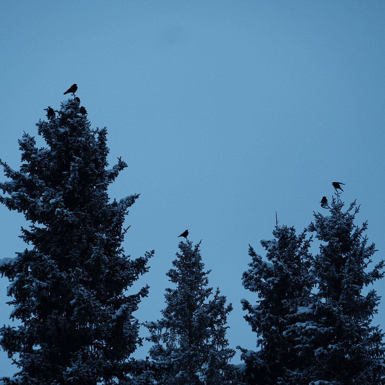 「行摄之路」冬 · 鸦 | The silent morning（图ZMTQ1NDE1NjQw） - 宠物摄影 - 站酷设计师jaminred原创素材 - 站酷ZCOOL