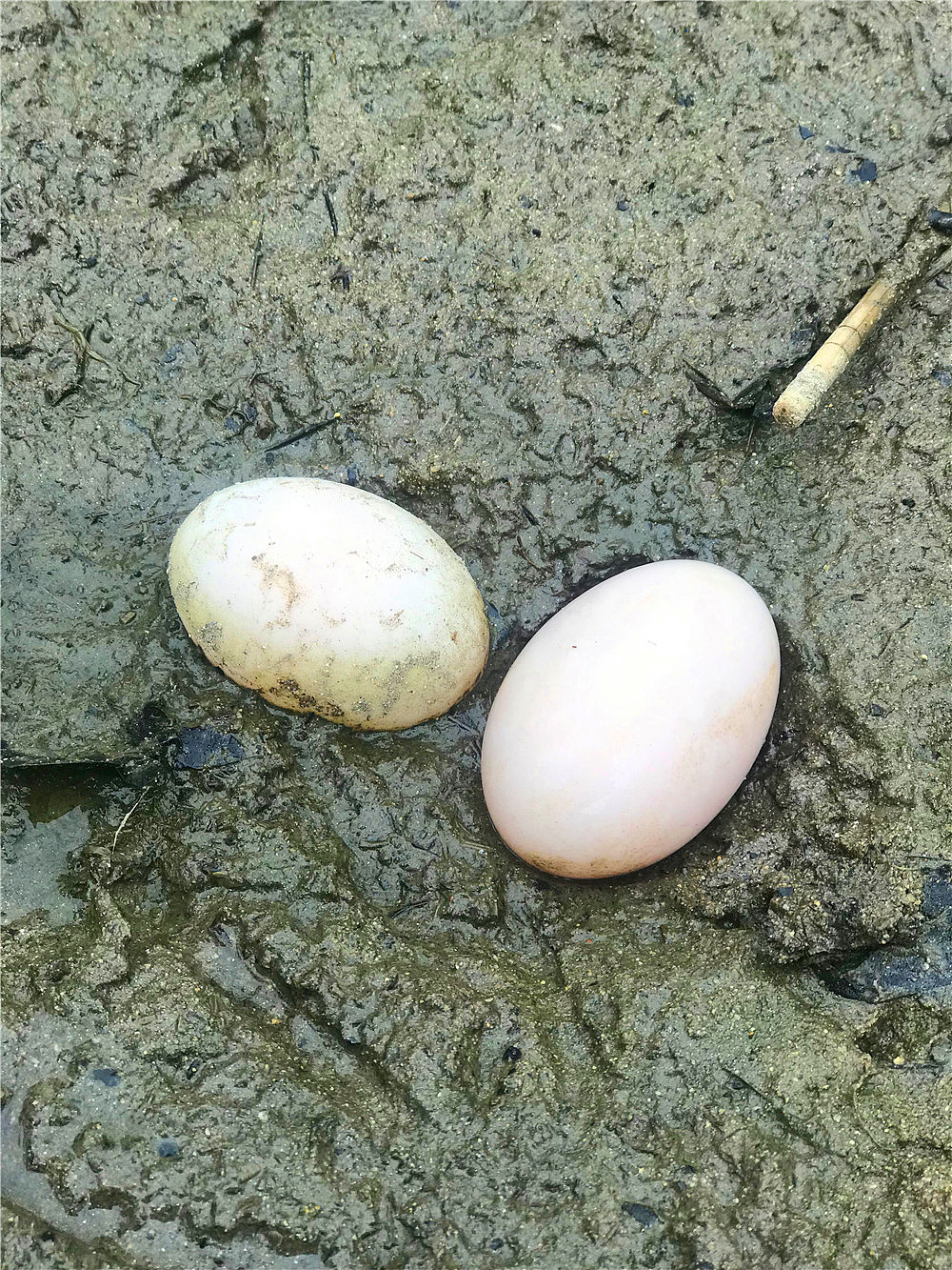 刘勇良手机纪实摄影:收获的季节