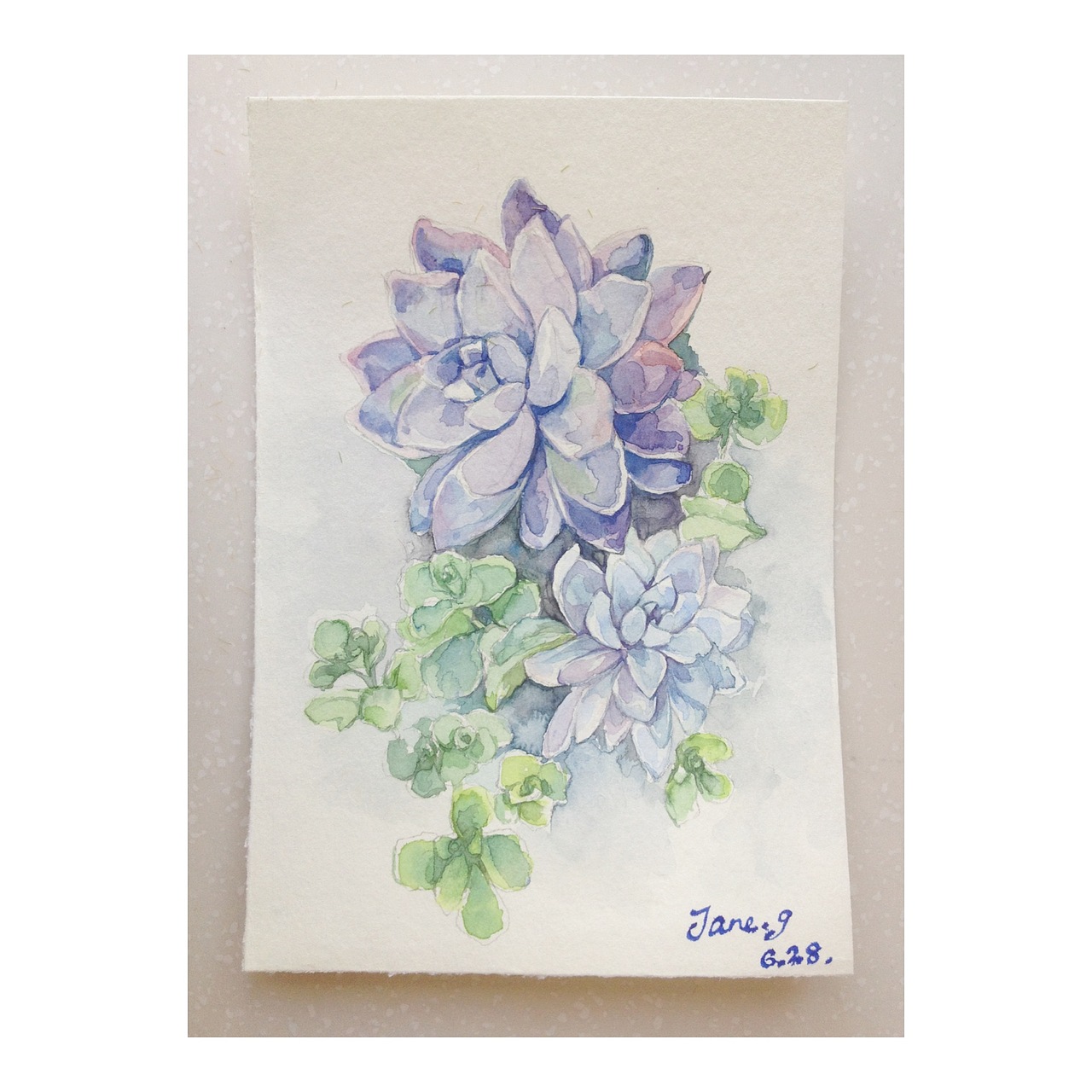 多肉植物水彩(2)