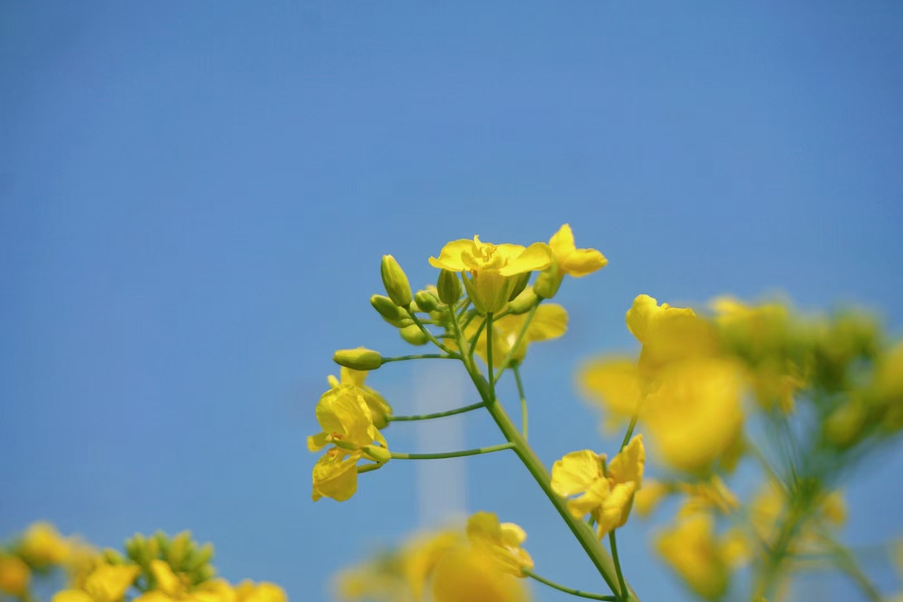 油菜花开啦