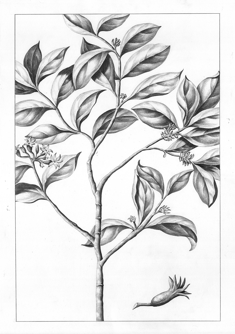 铅笔素描画-超现实动物素描画和古老植物装饰画