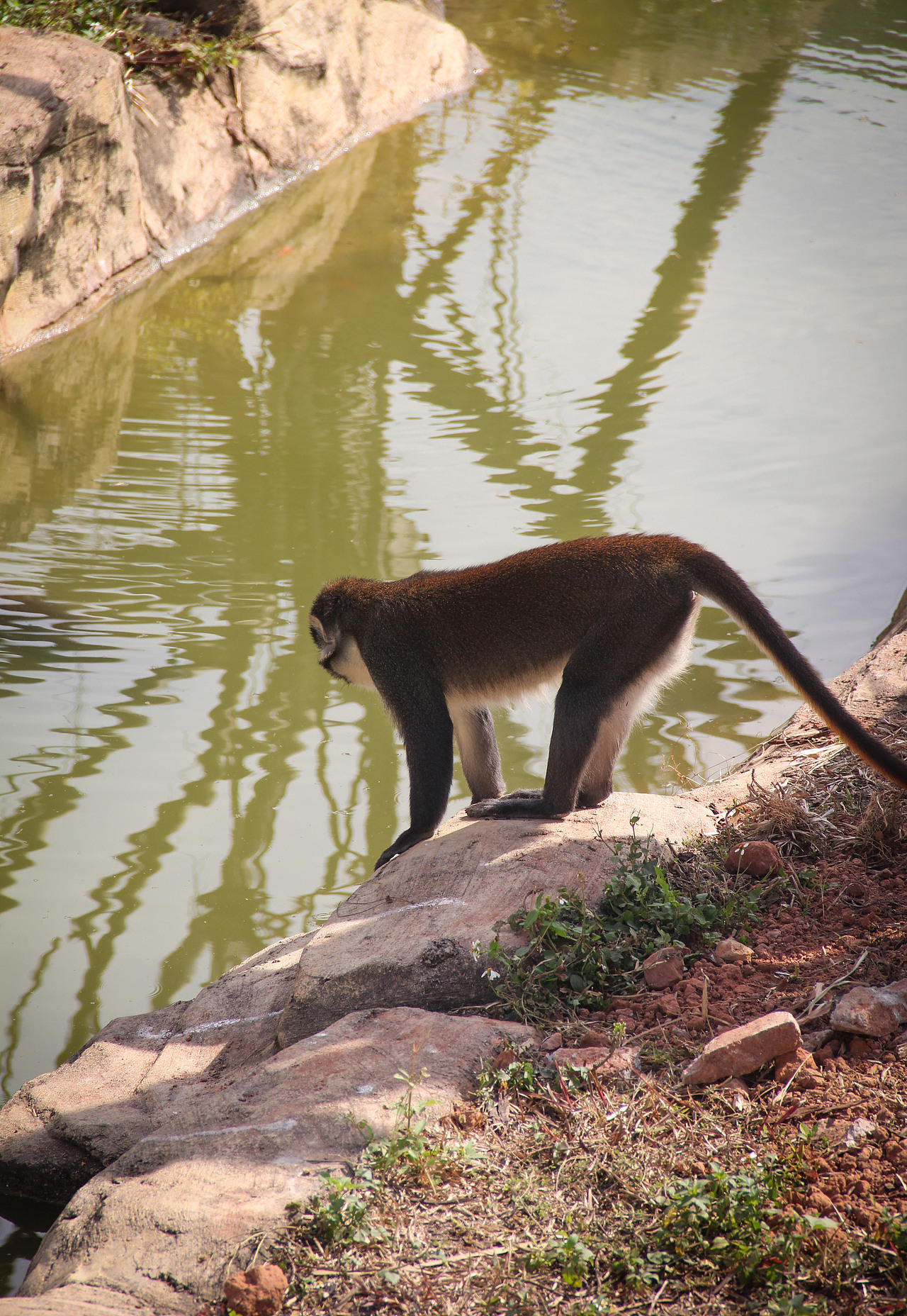 万物可爱（图ZMTk5OTY3NjA0） - 宠物摄影 - 站酷设计师小红帽JN原创素材 - 站酷ZCOOL