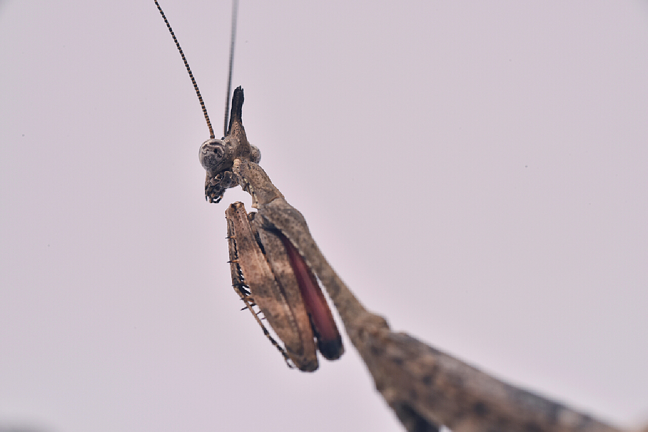 天目屏顶螳螂（中国特有珍稀种） |Photography|Other|I虫趣汇I_Original作品-站酷(ZCOOL)