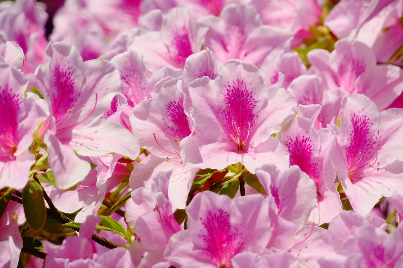 惠山古镇 | 杜鹃啼红