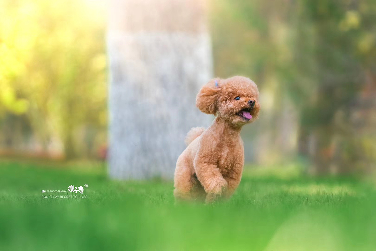 「兰州站」泰迪