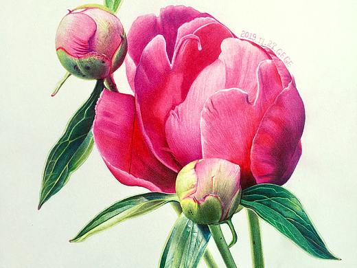 彩铅芍药