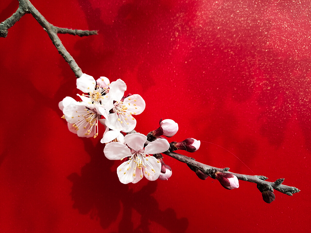 春色满园关不住，一枝红杏出墙来-青白江论坛-麻辣社区
