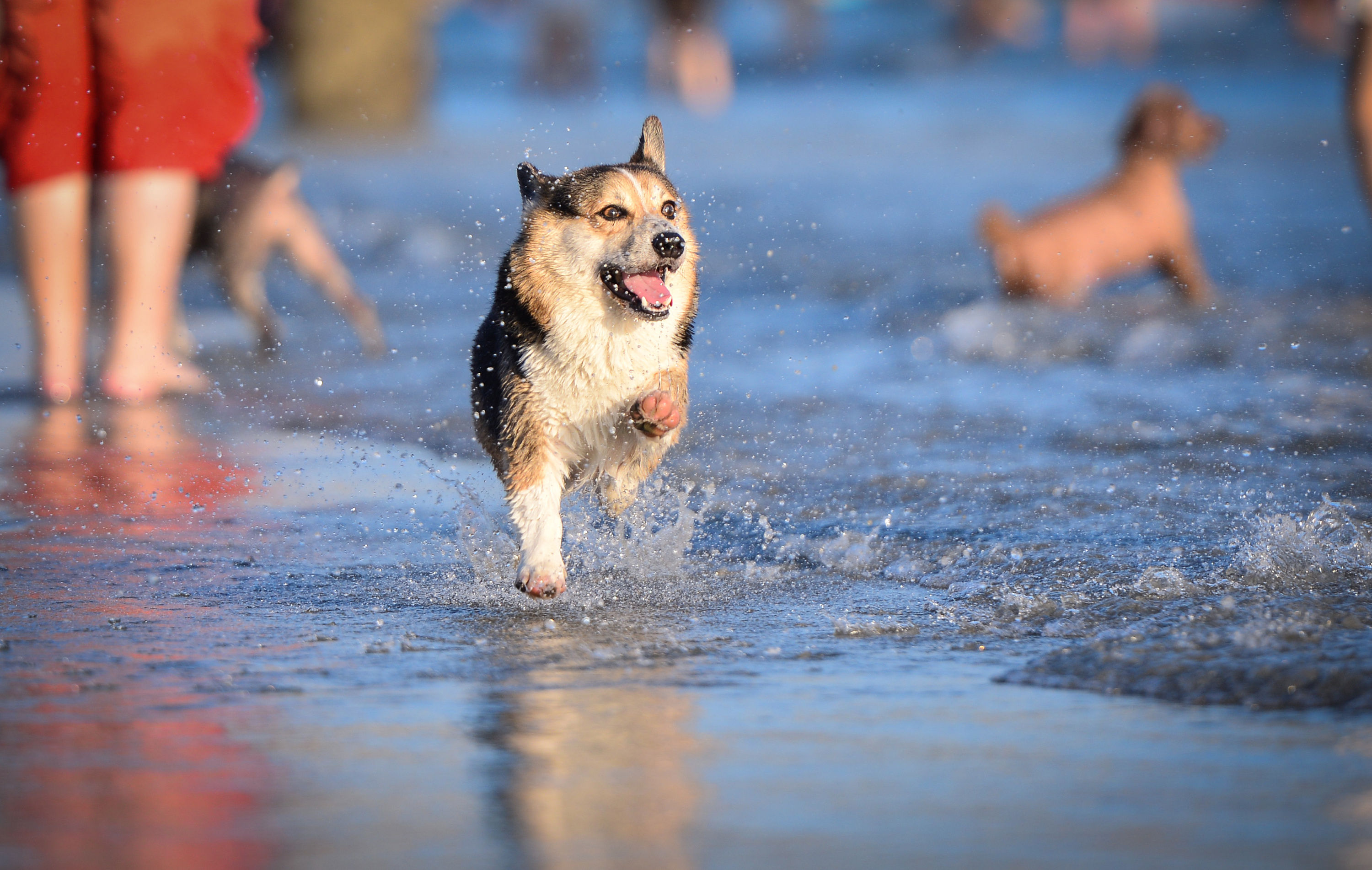 深圳宠物摄影-珀珀宠物摄影之海边的狗狗|摄影|动物|深圳珀珀宠影