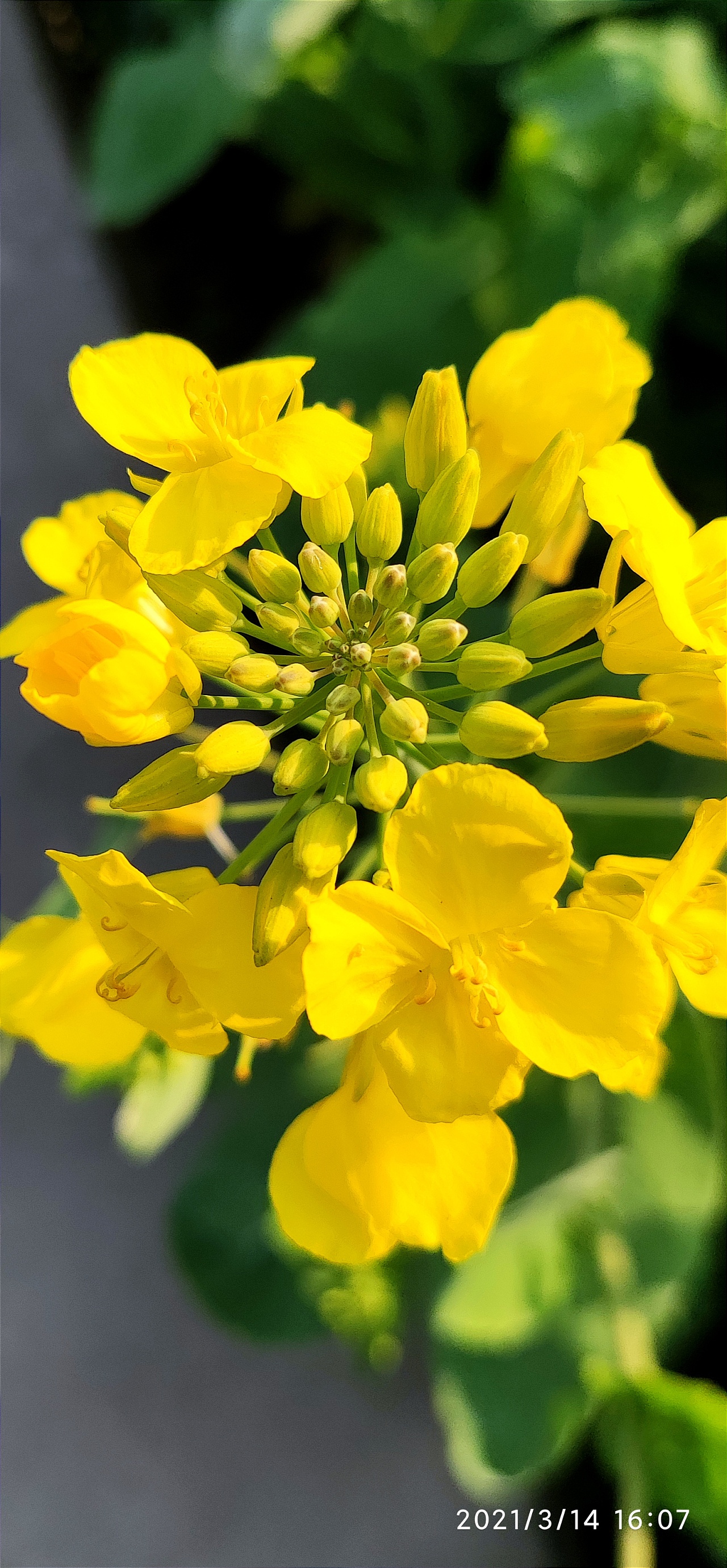 新春气象 · 有才华 油菜花|摄影|其他摄影|子庄 - 原创作品 - 站酷