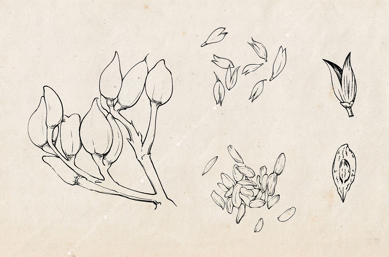 自然笔记-灌木植物-紫丁香（图ZMzQ1Mjg2Nzky） - 商业插画 - 站酷设计师盾盾iii原创素材 - 站酷ZCOOL