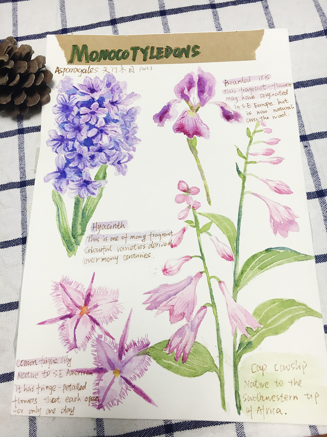 水彩植物手帐（图ZNzg1MDg4Njg=） - 绘画 - 站酷设计师饲猫小Yuan原创素材 - 站酷ZCOOL