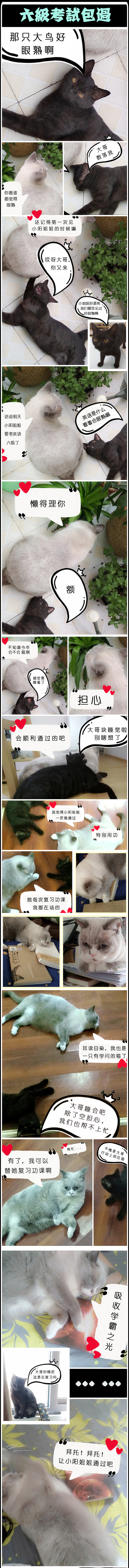 《猫咪通话》-英语六级考试