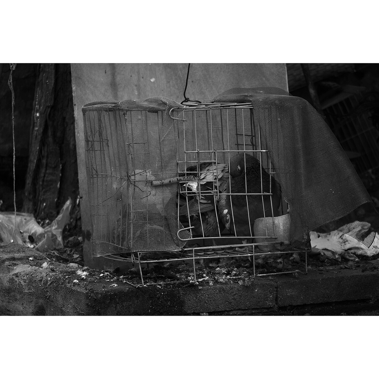 萬物屬靈 蠢蠢欲動（圖ZMjIzMDY2NTYw） - 人文/紀(jì)實攝影 - 站酷設(shè)計師溜直的一個彎原創(chuàng)素材 - 站酷ZCOOL