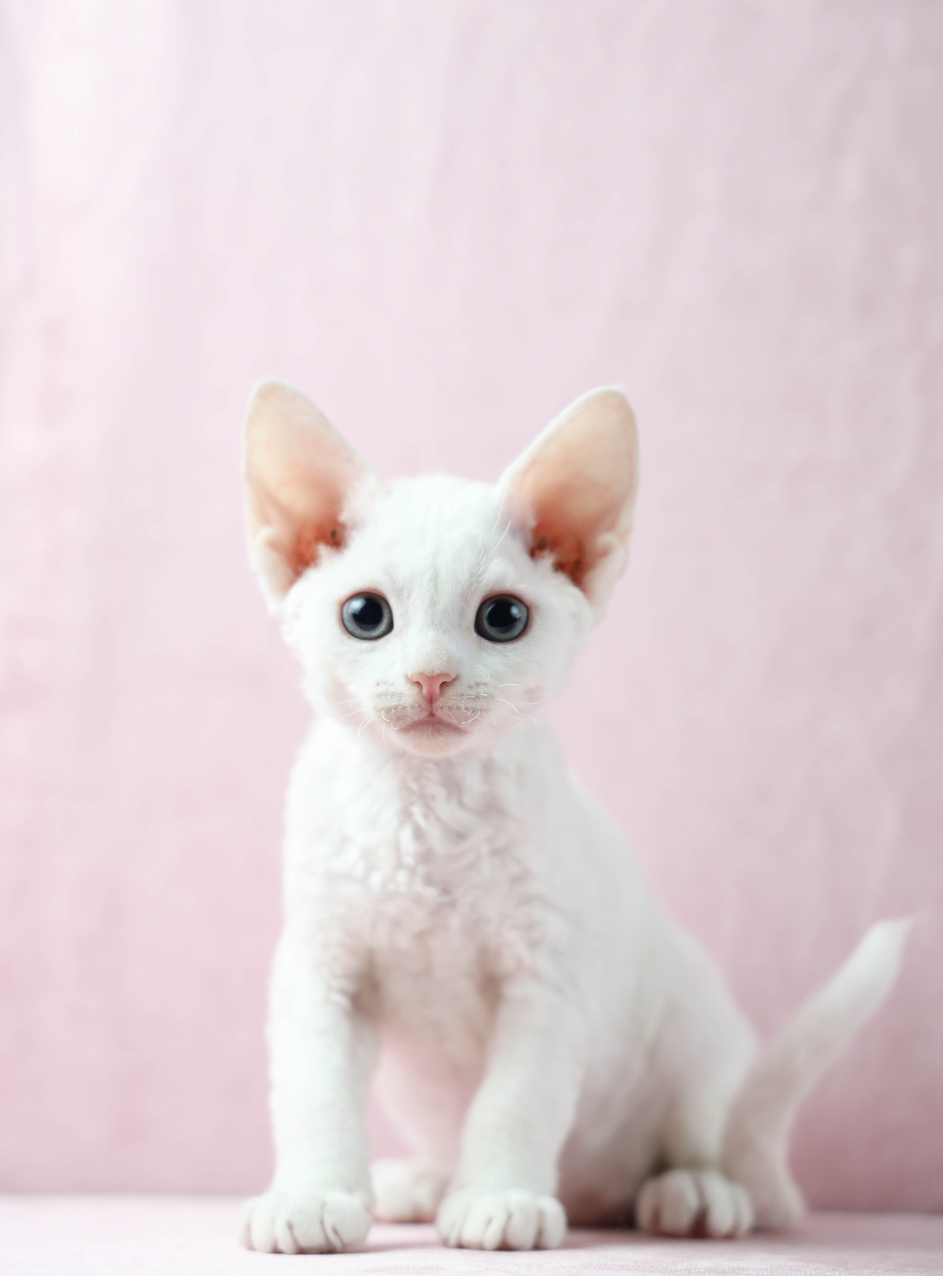 德文卷毛猫
