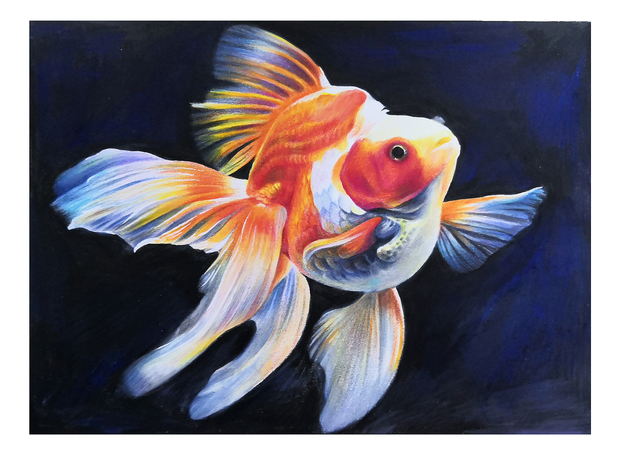 圆饼酱 彩铅-金鱼