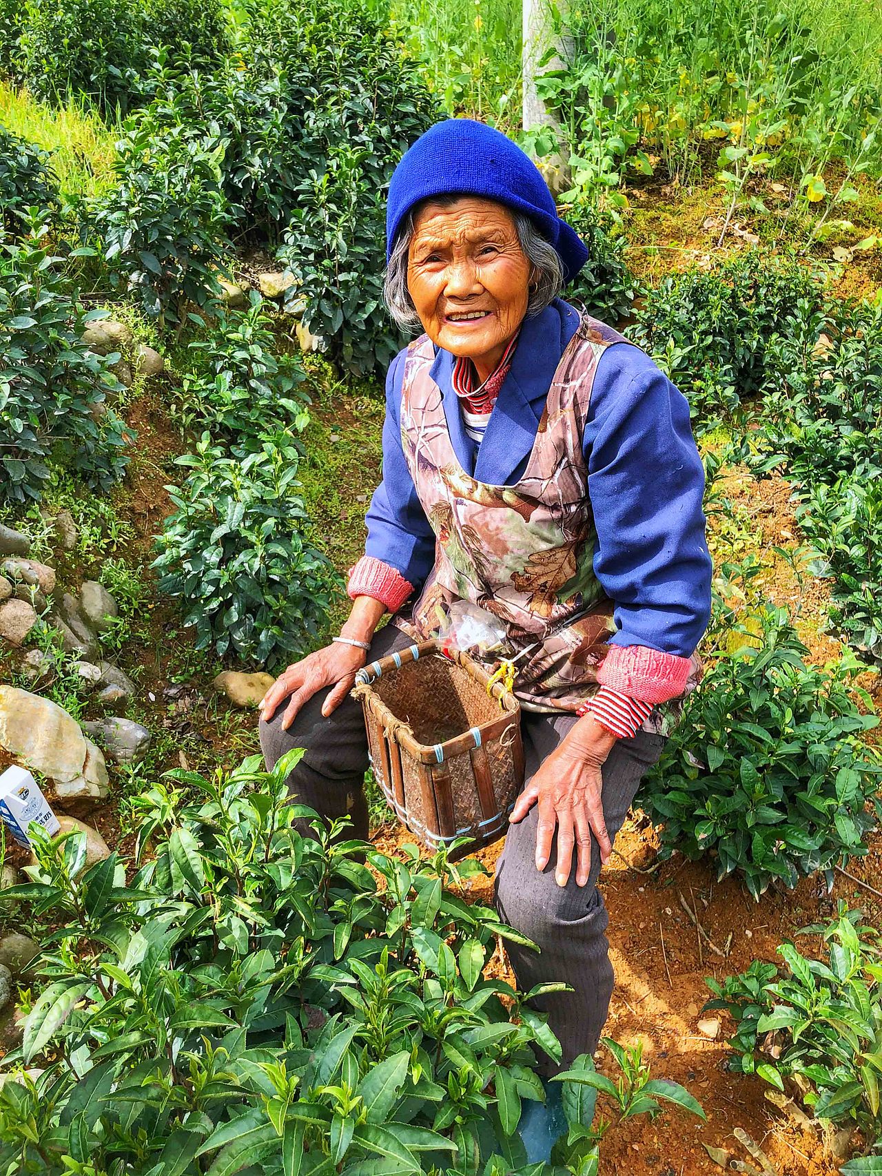 碰到一个正在采茶的老奶奶,不知道她有没有听懂我们在说什么。反正我听懂了她夸我长的像她二十岁的孙女,哈哈哈哈