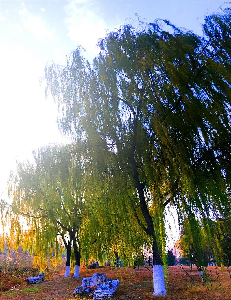 刘勇良手机纪实摄影:北京初冬的早晨