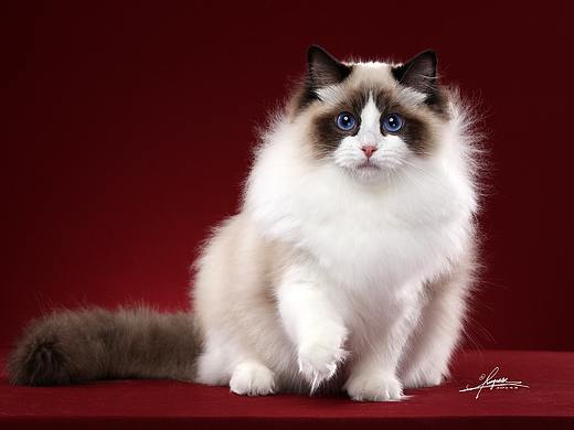 布偶猫AMYWORKS,拍摄于北京