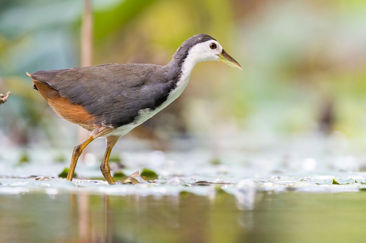 感悟自然·年度观鸟精华