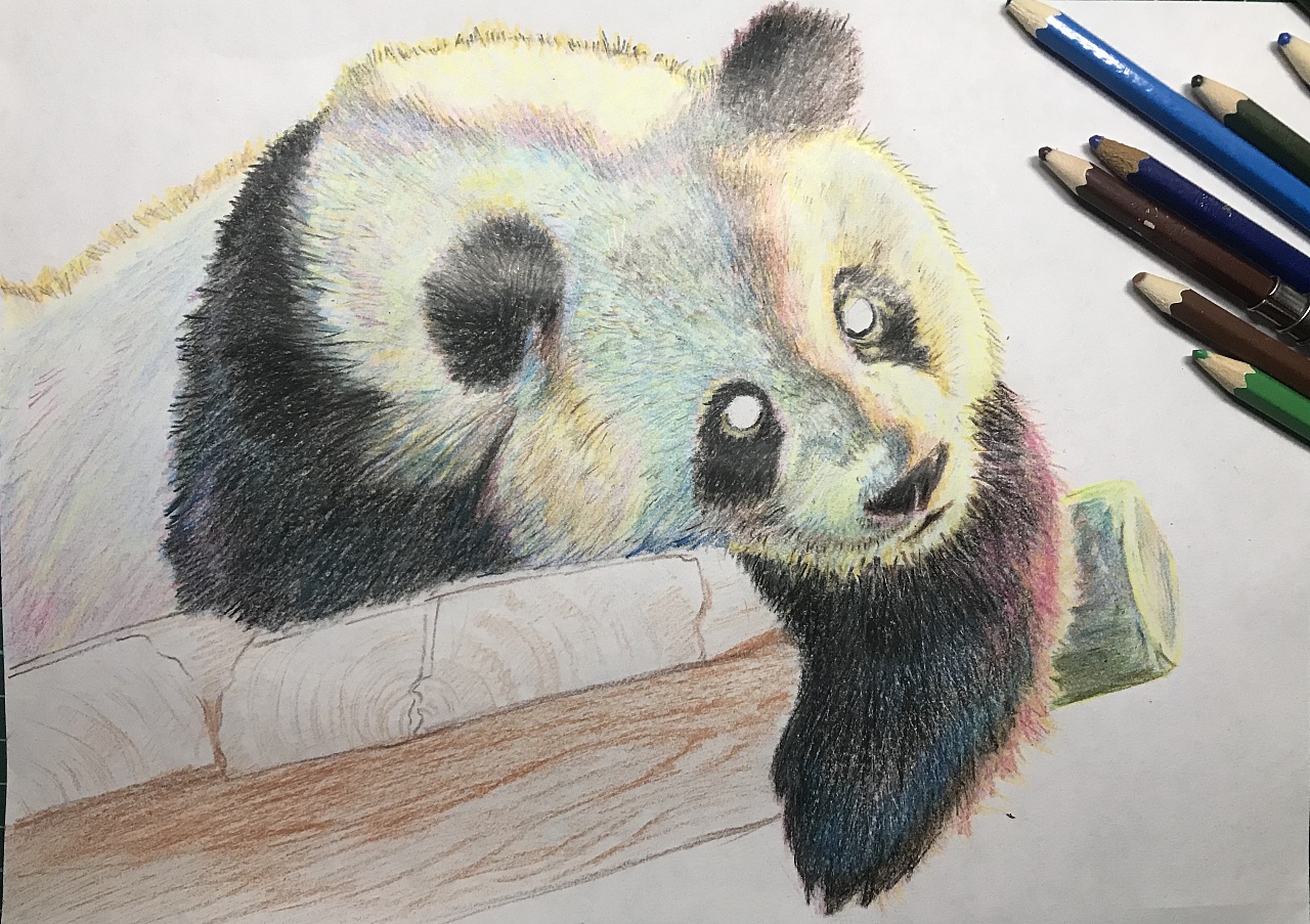 彩铅-熊猫