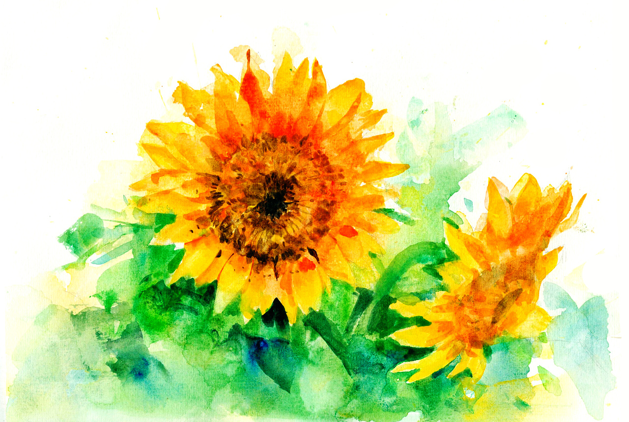 水彩葵花