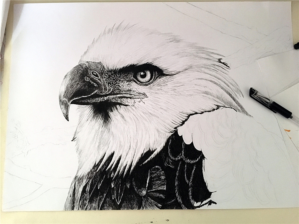 钢笔画鹰