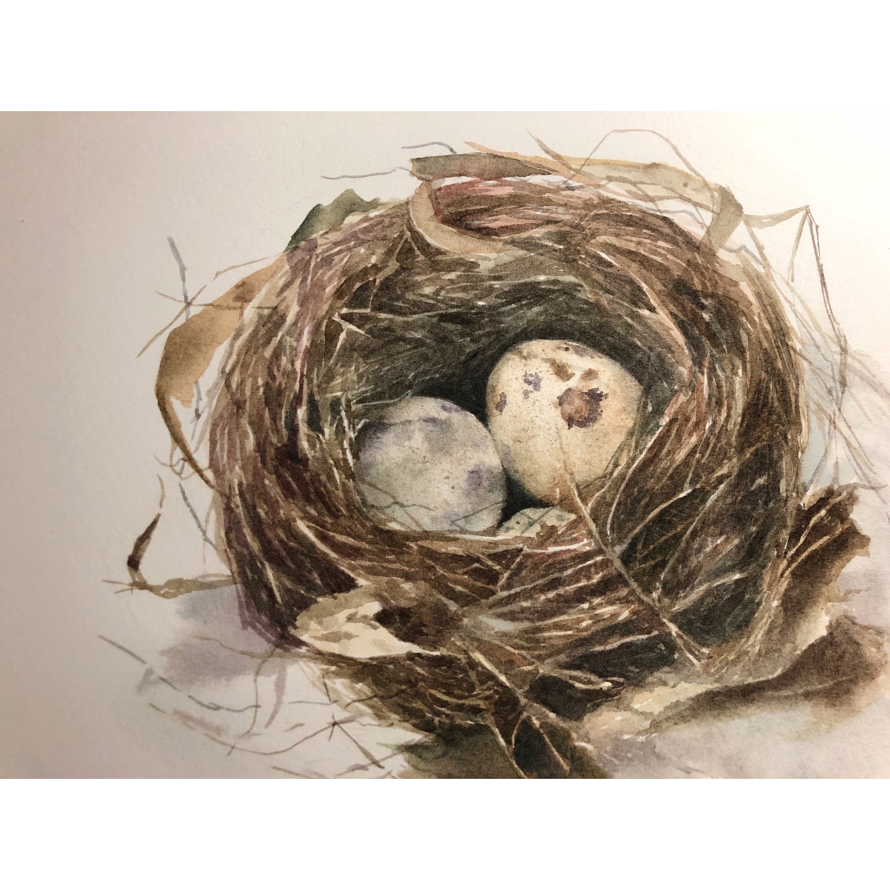 鸟窝|插画|创作习作|方小姐水彩 - 临摹作品 - 站酷 (zcool)