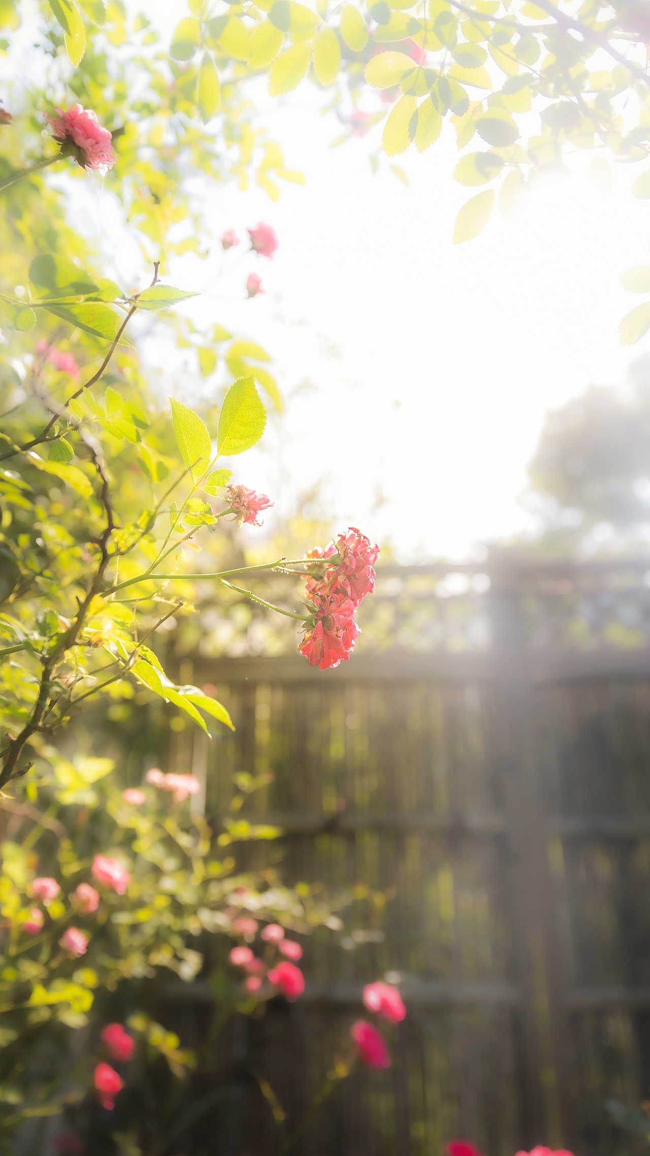 【蔷薇】（图ZMzAxMTg2OTY4） - 其他摄影 - 站酷设计师铃铛Lynne原创素材 - 站酷ZCOOL