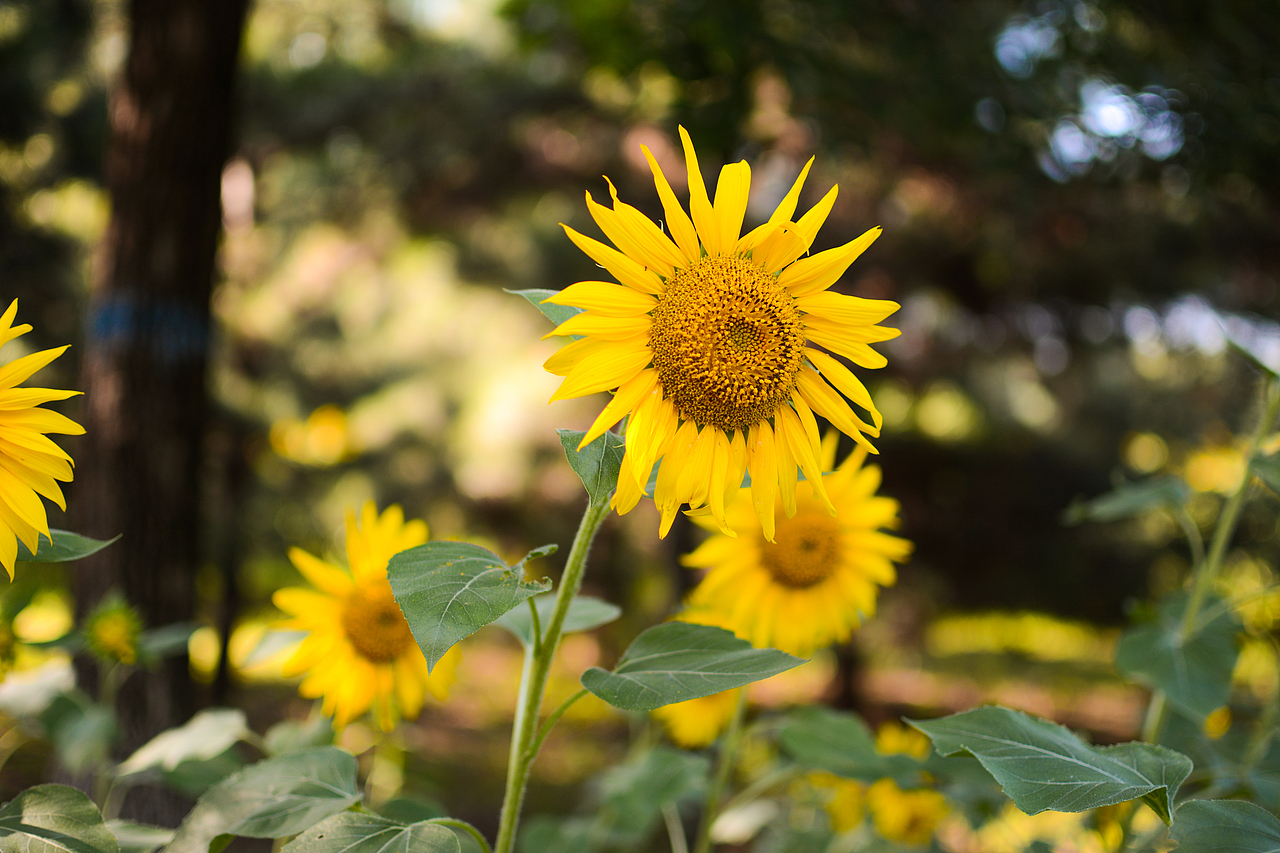 向日葵:sunflower:的夏天（图ZMTI5MjgyNTY0） - 风光摄影 - 站酷设计师颜cc原创素材 - 站酷ZCOOL