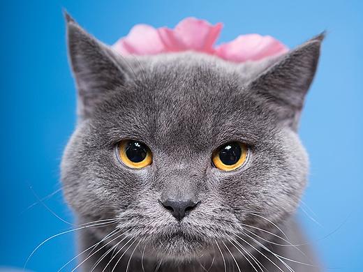 太空狗宠物摄影 英短蓝猫乐乐