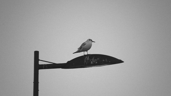 鹿人飞飞飞的个人主页（封面预览） - 主页封面设置 - 站酷设计师鹿人飞飞飞原创素材 - 站酷ZCOOL