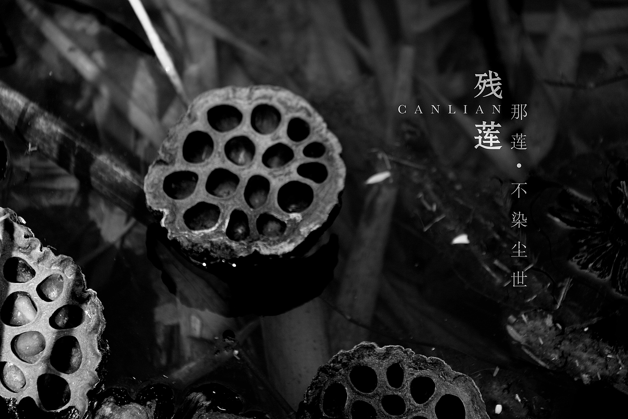 残莲-那莲（图ZNzU2Mzk4MzY=） - 产品摄影 - 站酷设计师马鹏原创素材 - 站酷ZCOOL