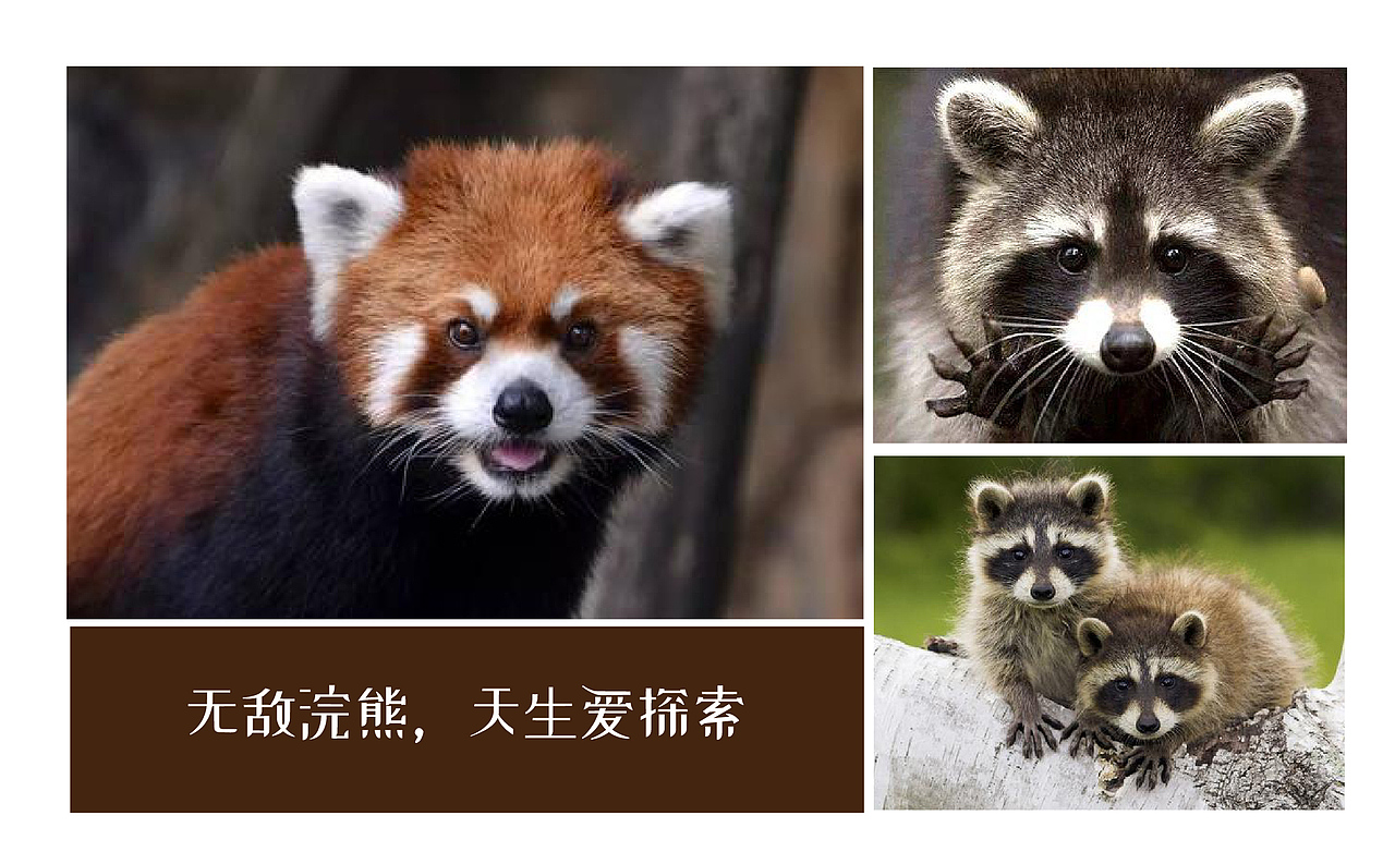 坚果宇航员全案设计(图ZMjM3NjA4MjE2) - 品牌 - 站酷设计师取墨文化原创素材 - 站酷ZCOOL