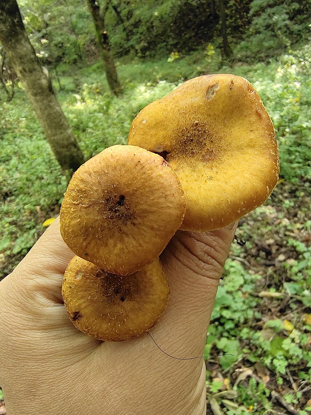 东北野生榛蘑菇