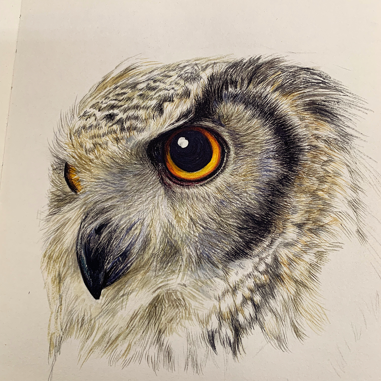 手绘猫头鹰