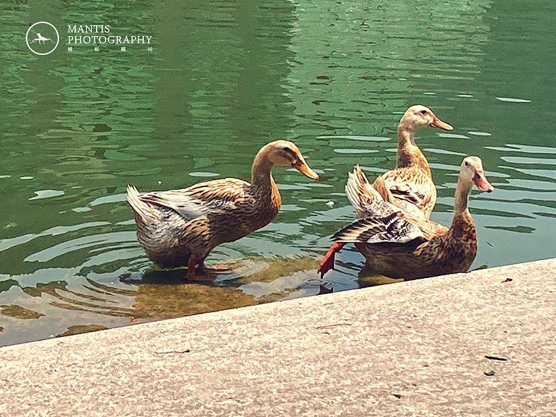 MANTIS 随拍2021（图ZMjgxNjA5NzU2） - 风光摄影 - 站酷设计师aaa62621185原创素材 - 站酷ZCOOL