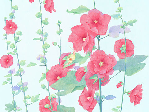 小蜗牛与木芙蓉