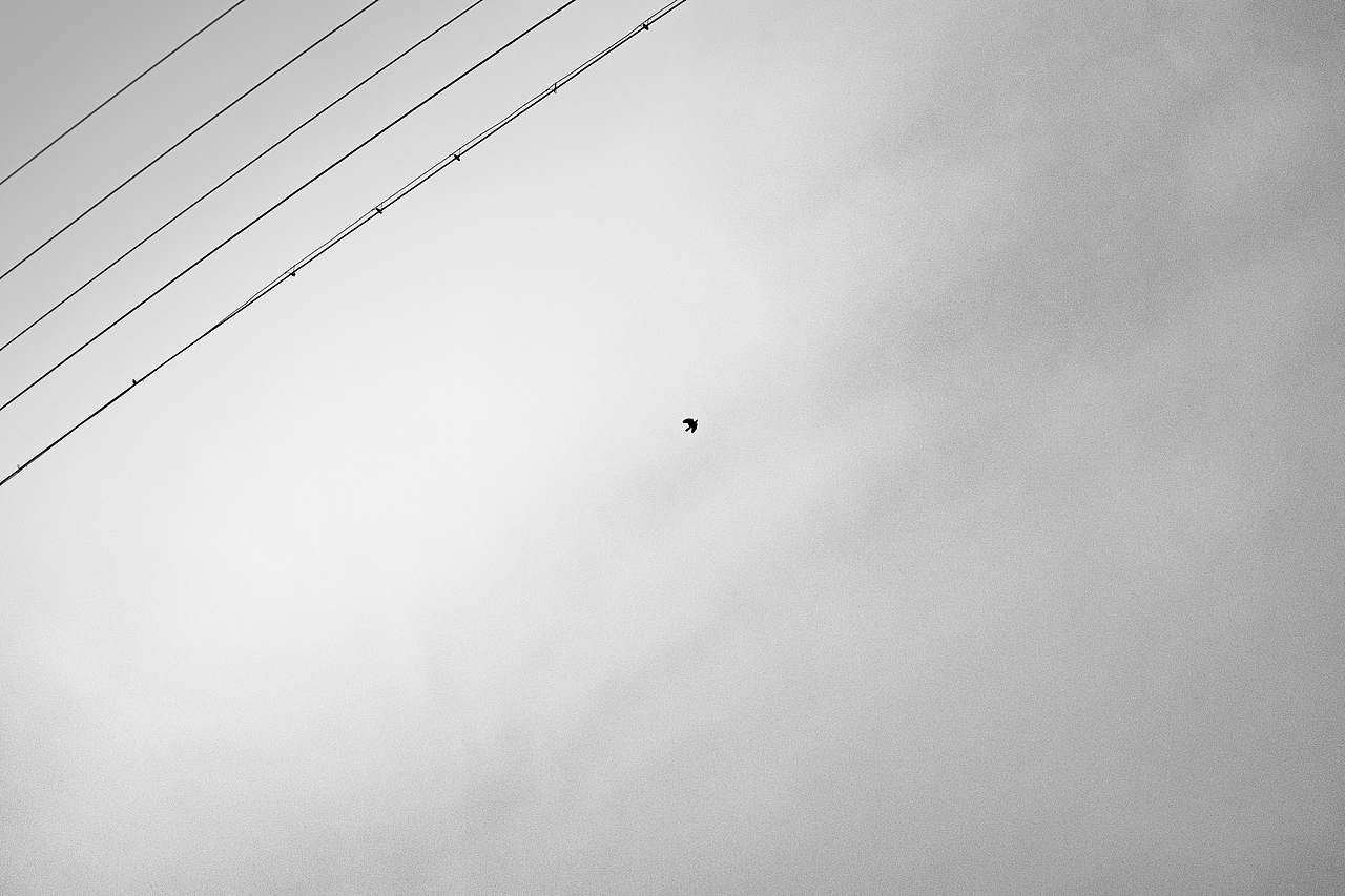 乌鸦（图ZOTc1ODgxMTI=） - 人文/纪实摄影 - 站酷设计师5211314weichen原创素材 - 站酷ZCOOL